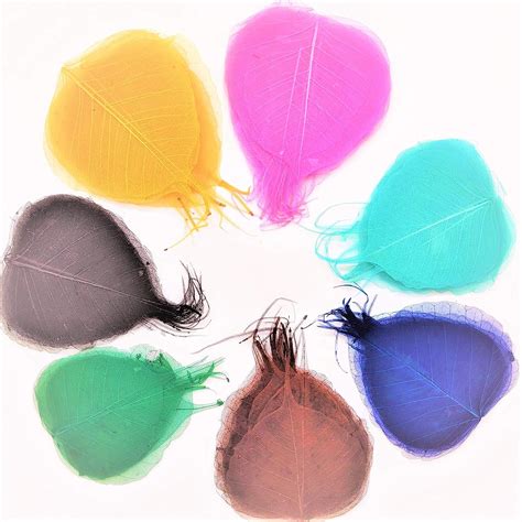 Assorted Skeleton Leaves : Amazon.in: Office Products