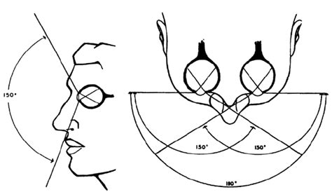 Image result for Human Vision Field of View