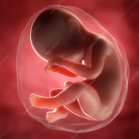 Perkembangan fetus - hamil 38 minggu - BabyCenter