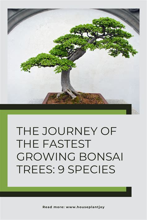 The Fastest Growing Bonsai Trees For Instant Results