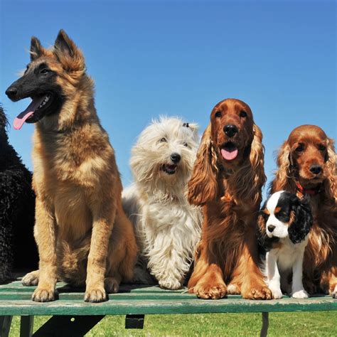 How Many Breeds of Dogs Are There in the World? | Reader's Digest