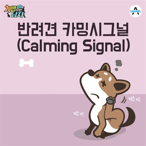 반려견이 보내는 신호, 카밍시그널(Calming Signal) | channelA