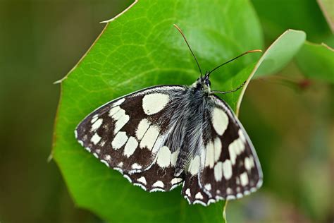 Color Checkerboard 的图像结果