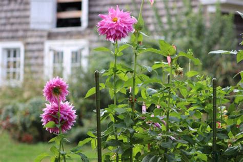 How to Grow Dahlias at Home – Ugaoo