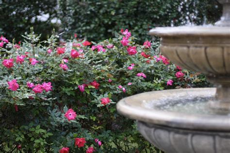 Knock Out Roses - Images of how we use them in our landscaping and ...