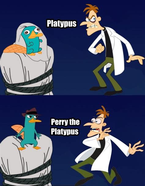 Curse You Perry The Platypus Meme