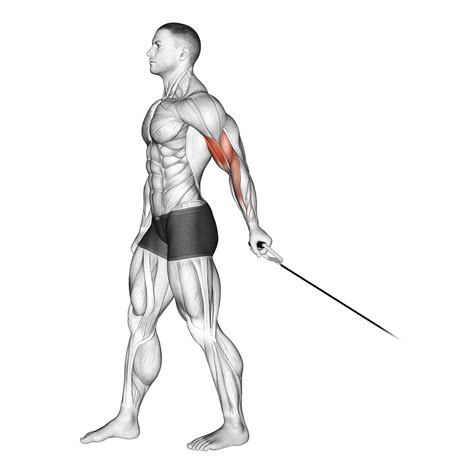 Cable Arm Exercises: Triceps and Biceps (with Pictures!) - Inspire US