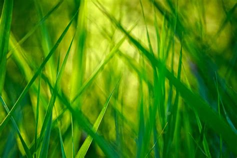 Download Grass Stalks With Yellow Light Background | Wallpapers.com