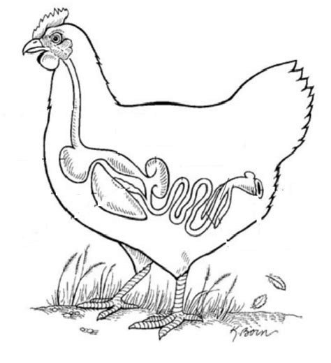 Image result for Chicken Digestive Track Labeled