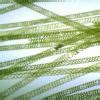 Sketch label and describe the Spirogyra - Brainly.in