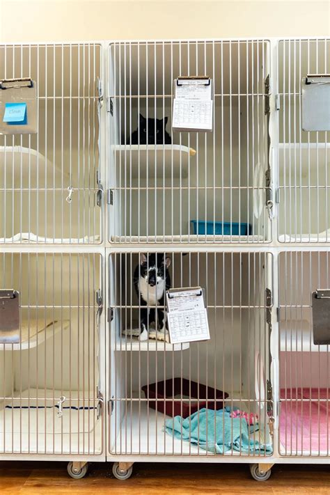 Boarding Tour | Powers Ferry Animal Hospital