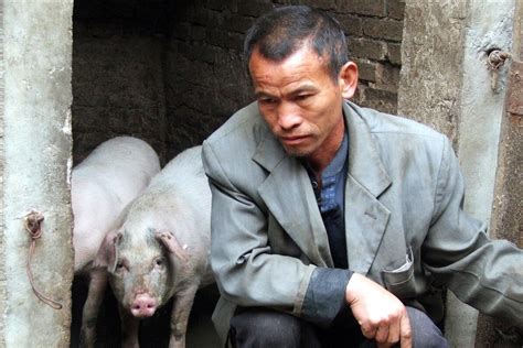 中国土猪差点儿灭绝！洋猪“入侵”40年，中国养猪业该如何发展？_腾讯新闻
