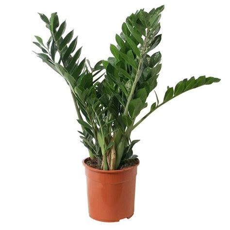 Buy Zamia Palm Plants Online Delhi NCR, Order ZZ Plant ...