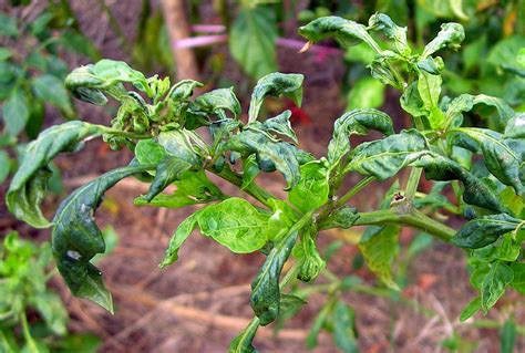 BEST MANAGEMENT OF MITES IN CHILLI – Khethari