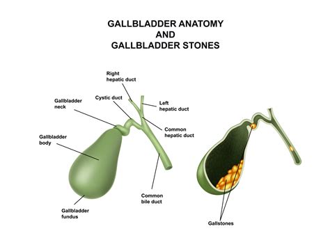Purpose Of A Gallbladder