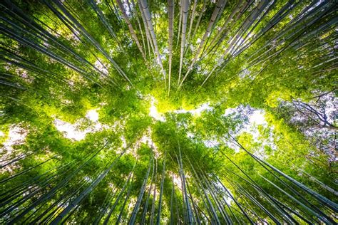 Schöne Landschaft der Bambuswaldung im Wald bei Arashiyama Kyoto ...