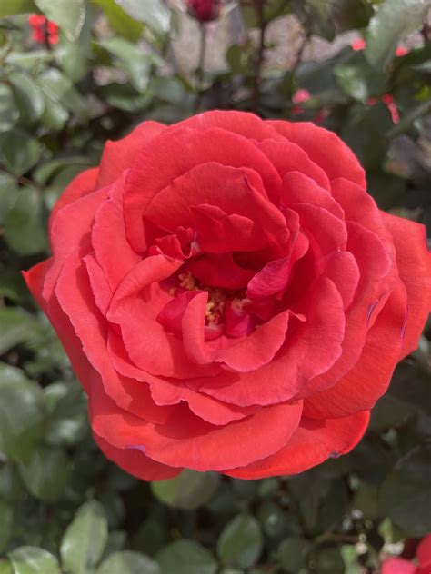 Hidden gem: El Paso’s Municipal Rose Garden highlights more than 300 ...