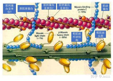 纤维蛋白原在多种疾病中的意义及功能测定