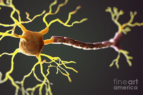 Multipolar Neuron Model 的图像结果