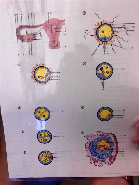 Image result for Process of Fertilization Diagram