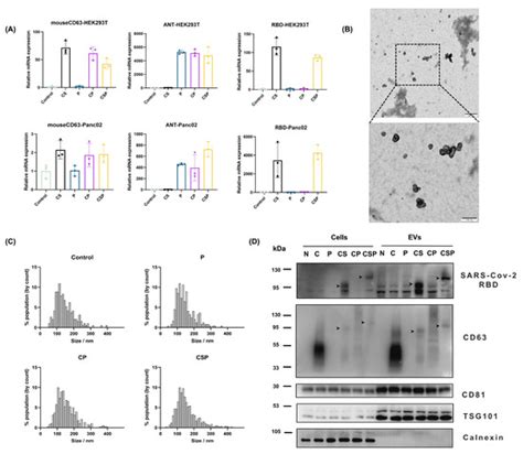 CD63-Mediated SARS-CoV-2 RBD Fusion Neoantigen DNA Vaccine Enhances ...