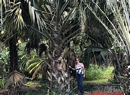 Viveiro de árvores adultas — Teletype