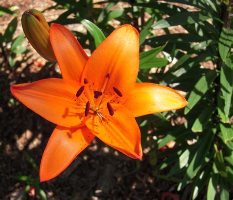 Image:Asiatic lily, orange (Lilium spp)-Merck Veterinary Manual