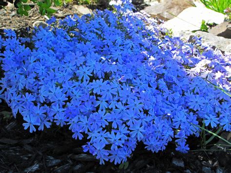 Thrift Ground Cover Creeping Phlox