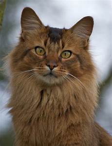 cat breed top 10 most friendliest cat breeds cat breed top 10 most friendliest cat breeds