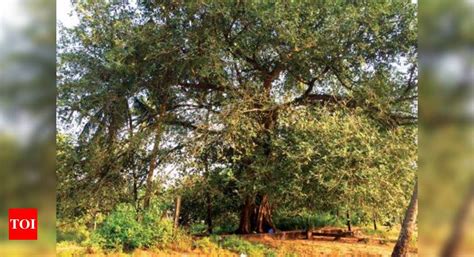 Arambol’s drug den: 500m from beach, a banyan tree | Goa News - Times ...