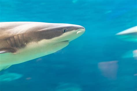 Local Forecast 的图像结果