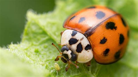 I had a ladybug infestation — here's the hack I found…