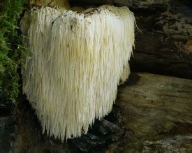 Image result for hou tou gu or yamabushitake