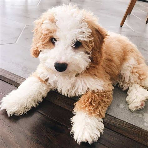 Bernedoodle size guide tiny mini medium standard – Artofit