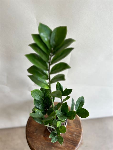 19 Common Problems With Ponytail Palms – Cafe Planta