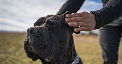 Cane Corso Protection 的图像结果