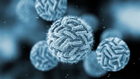 Image result for How the Immunity Systems Work