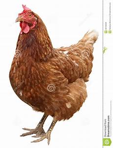 Hen Background by Brown Hen Isolated On White Background Stock Photo Image Hen Background