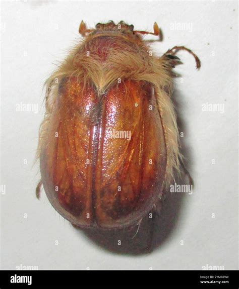 African Woolly Chafers (Sparrmannia Stock Photo - Alamy