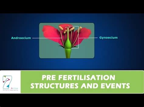 Pre Fertilisation: Structures and Events Video Lecture - NEET