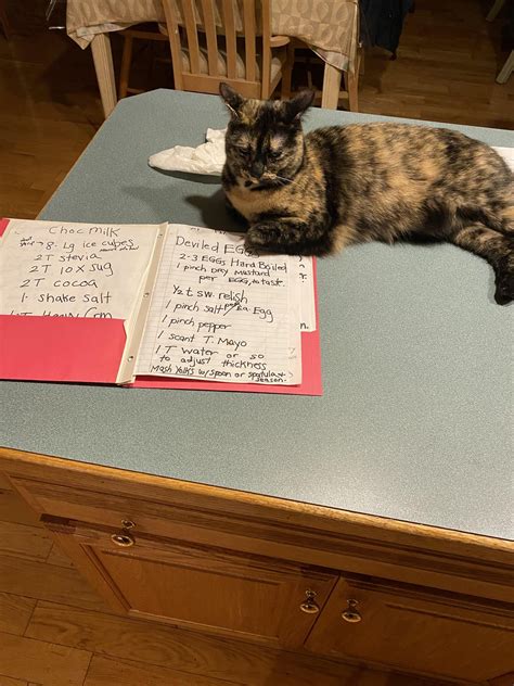 Master chef Josie (with bonus reverse airplane ears) : r/cats