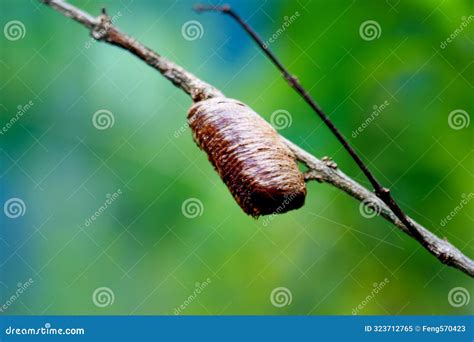 Delicate Mantis Pupa on a Tree Branch in Wulai, Taiwan. Stock Image - Image of nature, praying ...