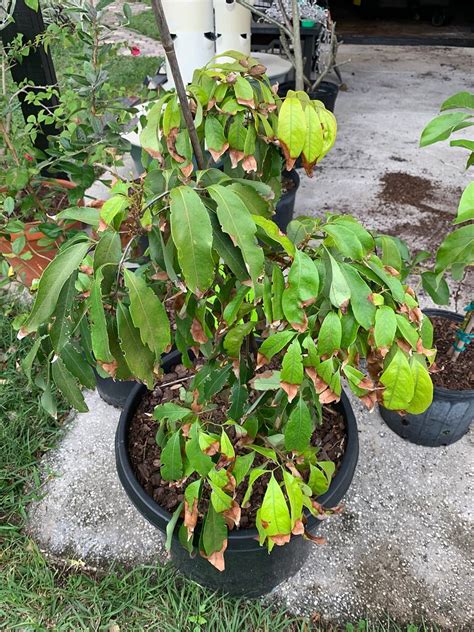 Image result for Lychee Tree Problems