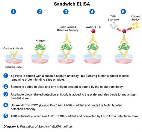 Image result for Visual Elisa Protocol