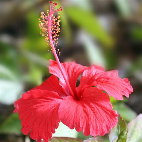 Hibiscus / Chembarathi / China rose / Shoeblack Plant (Any Colour) (Hi ...