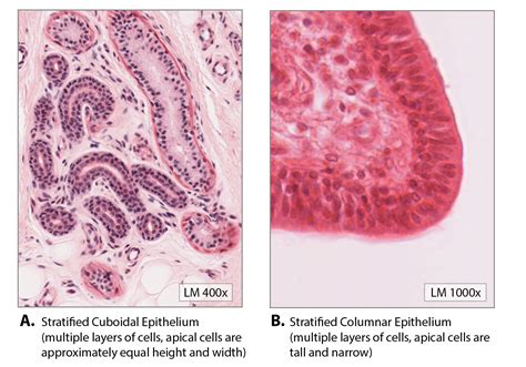 Stratified Cuboidal Epithelium Sweat Gland