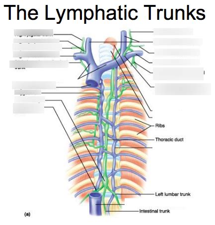 Image result for Lymph Trunk Function