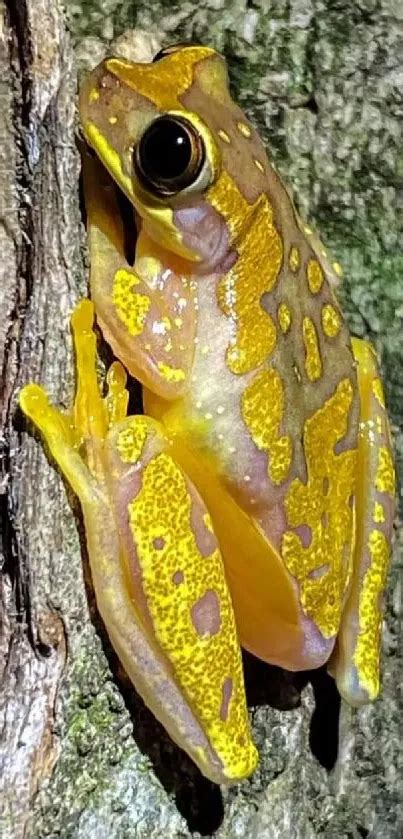 Image result for Yellow Tree Frog