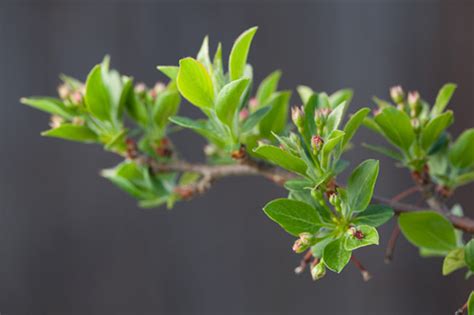 Photography Diffuser - Ultimate Photo Tips