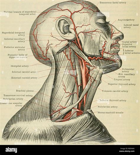 . Cunningham's Text-book of anatomy. Anatomy. 890 THE VASCULAE SYSTEM ...